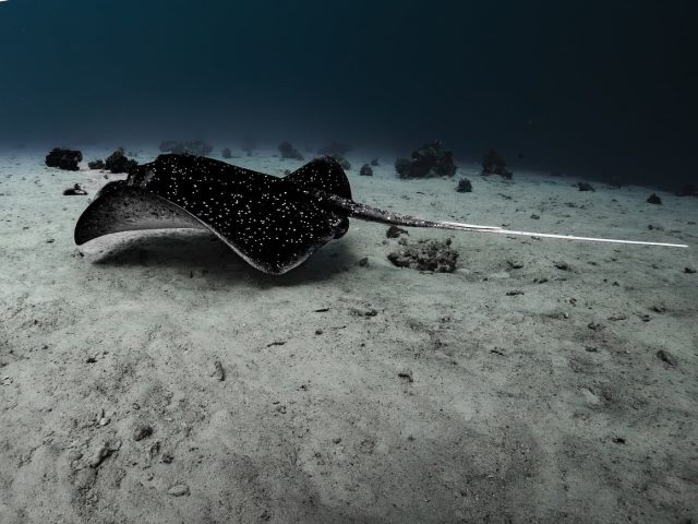 Effets de l&rsquo;eau de mer et du chlore sur la peau